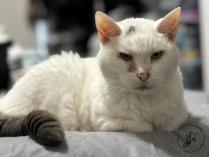White cat with a grey tail laying on a bed with paws tucked